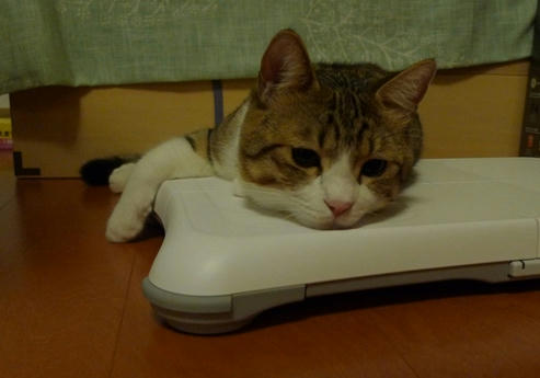 2009-5-29-3キジ白猫しゃこちゃん.JPG