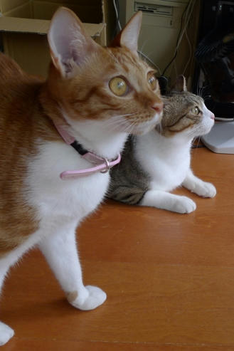 2009-5-29-4茶トラ白猫いさきちゃん.JPG