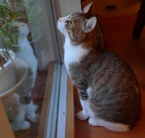 2009-5-30-3キジ白猫しゃこちゃん.JPG