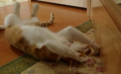 2009-5-30-5茶トラ白猫いさきちゃん.JPG