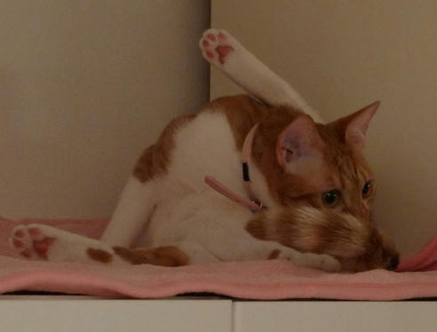 2009-5-30-6茶トラ白猫いさきちゃん.JPG