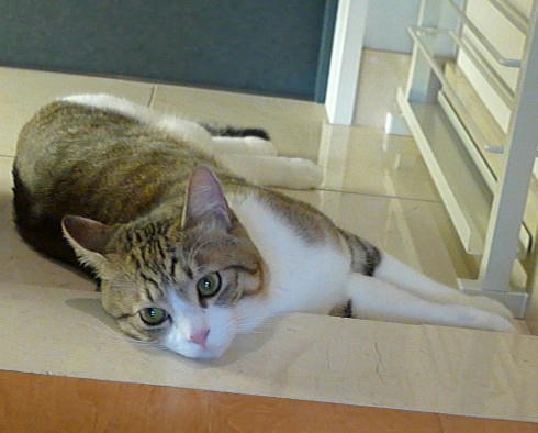 2009-5-31-12キジ白猫しゃこちゃん.JPG