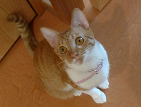 2009-6-1-7茶トラ白猫いさきちゃん.JPG