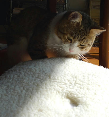 2009-6-3-4キジ白猫しゃこちゃん.JPG