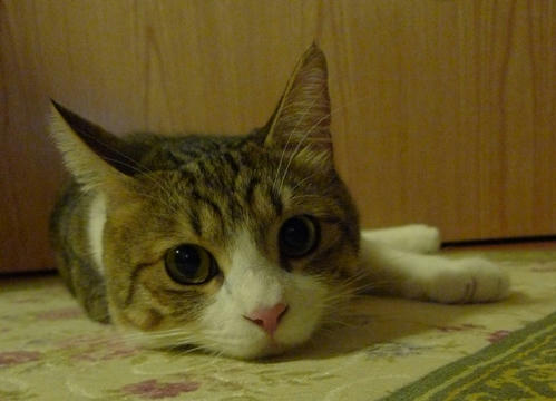 P1300467-9-4-8.JPG
