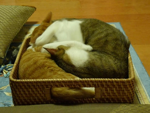P1300725-9-4-10.JPG