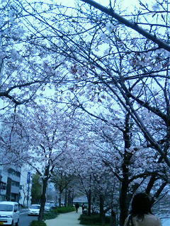桜1