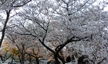 09桜1