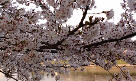 09桜2