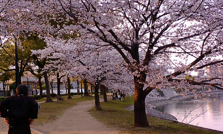 09桜2