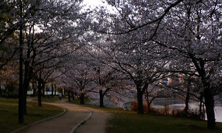 09桜2