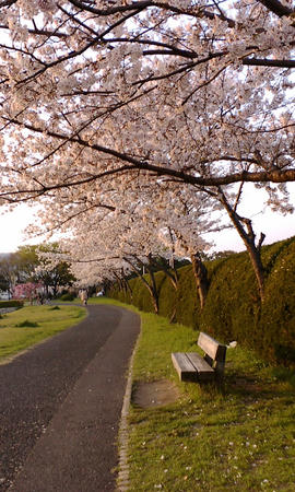 09桜2