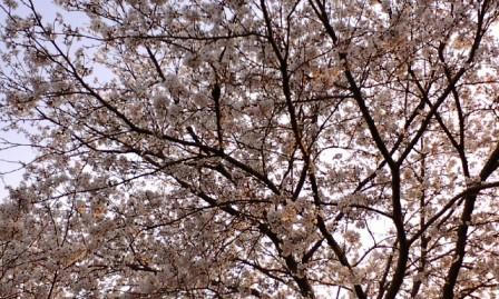 09桜2
