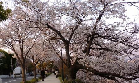 09桜2