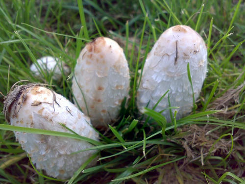 08102008720.jpg