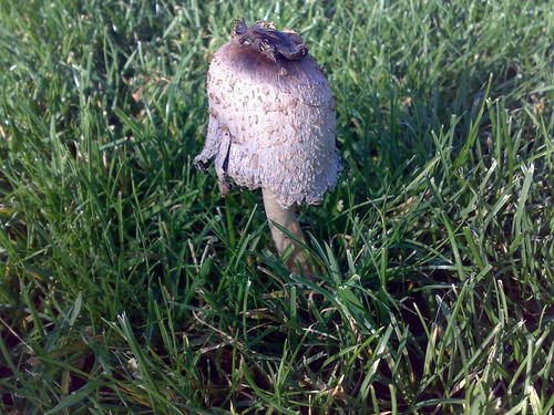 08112008770.jpg
