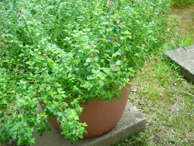 IMGP0067.jpg