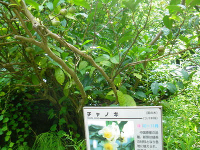 IMGP2110.jpg