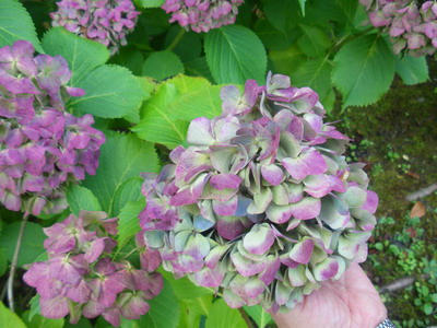 IMGP2112.jpg