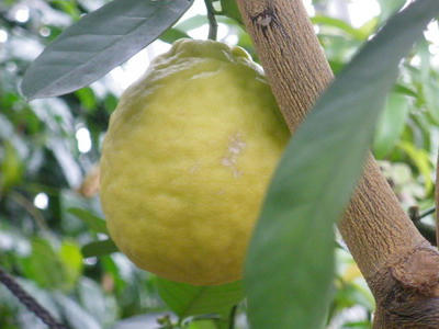 IMGP2723.jpg
