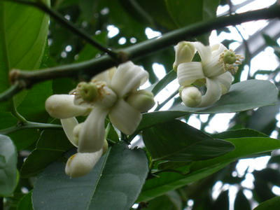 IMGP2726.jpg