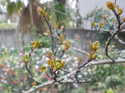IMGP2885.jpg