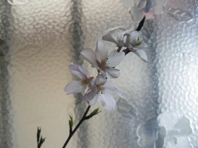 IMGP2916.jpg