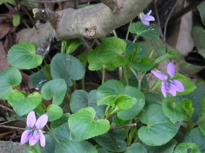 IMGP2917.jpg
