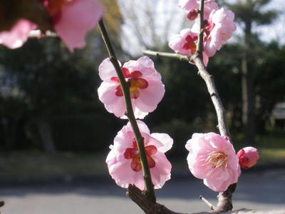 IMGP2923.jpg
