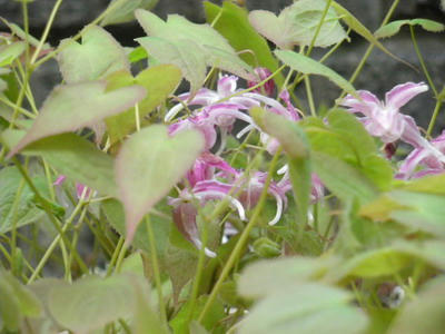 IMGP2979.jpg