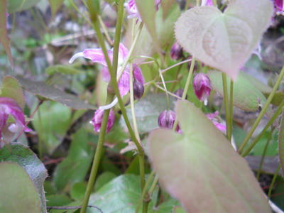 IMGP2980.jpg