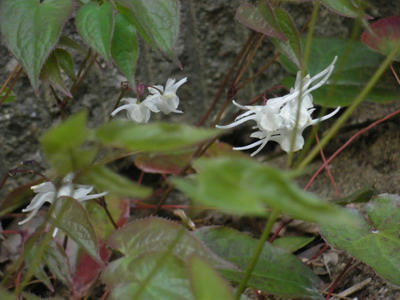 IMGP2981.jpg