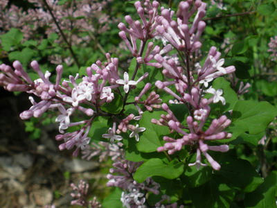 IMGP3055.jpg