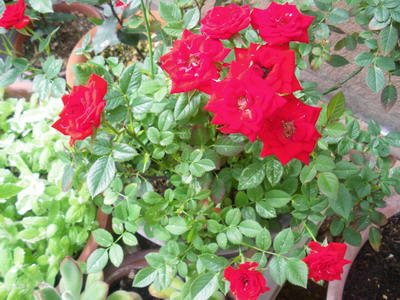 IMGP3152.jpg