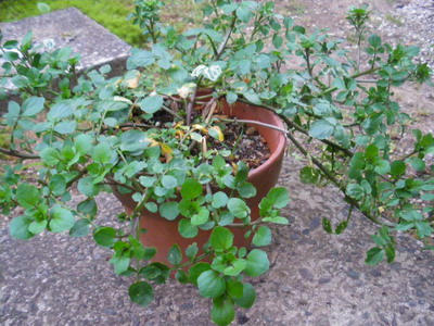 IMGP3204.jpg