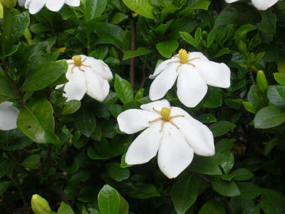 IMGP3246.jpg