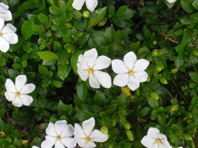 IMGP3248.jpg