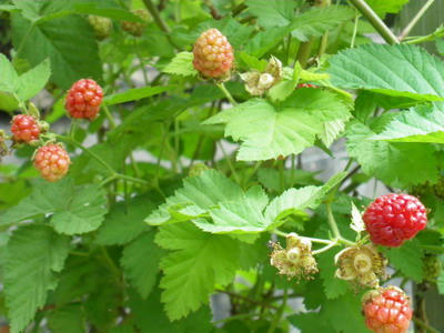 IMGP3253.jpg