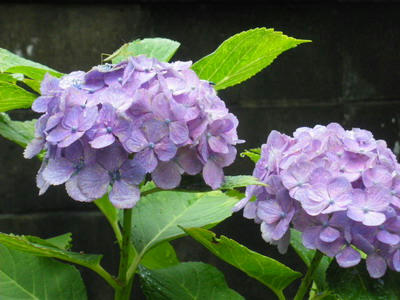 IMGP3305.jpg