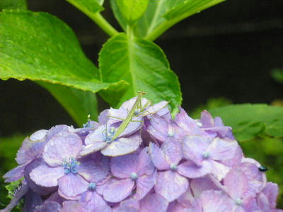IMGP3306.jpg