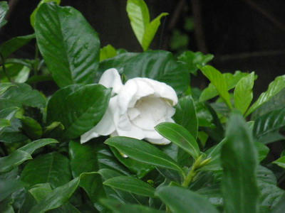 IMGP3309.jpg