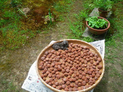 IMGP3383.jpg