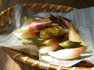 IMGP3519.jpg