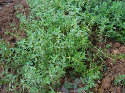 IMGP3546.jpg