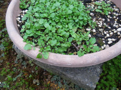 IMGP3554.jpg