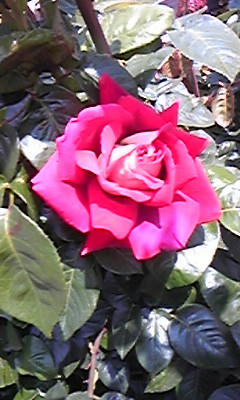 DVC00245.JPG