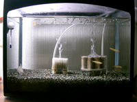 投げ込みフィルター親子(違)