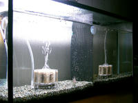 我が家では大型水槽