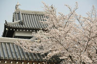 今年の桜