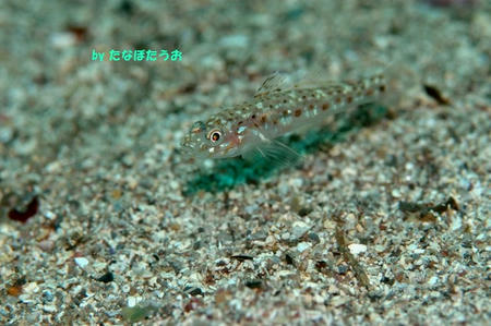 sagamia